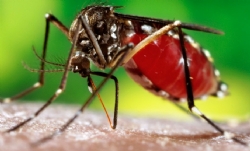 Como é fácil se prevenir do Mosquito da Dengue