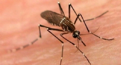 Médico diz que Aedes aegypti pode transmitir nyong-nyong; Fiocruz nega
