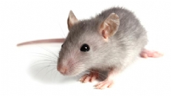 Infecção causada por ratos ocorre através do contato direto ou indireto
