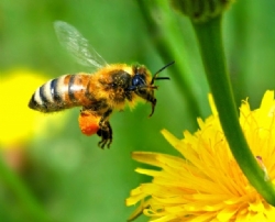 Por que as abelhas são importantes?