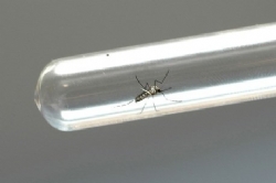 Tríplice epidemia faz do "Aedes" alvo nº1