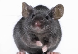 O porquê os ratos aparecem no inverno
