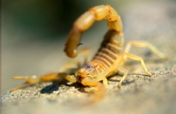 É possível evitar a presença de escorpiões
