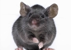 Principais doenças transmitidas pelos ratos